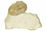 1.6" Illaenus Dalmani Trilobite Fossil - Russia - #191161-2